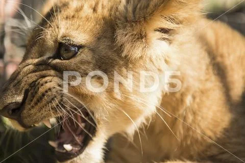 Close-up of lion cub roaring Stock Photos