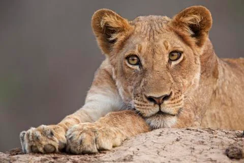 Close up of a lion cub on a rock in Mana Pools, Zimbabwe Stock Photos