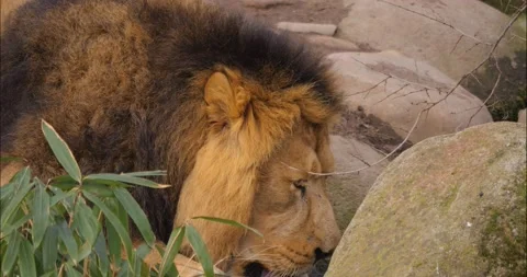 Close up of lion drinking  Stock Footage 236694832