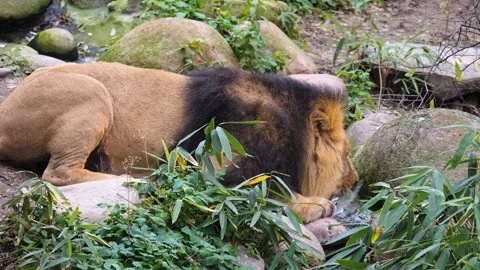 Close up lion drinking  Stock Footage 256899146