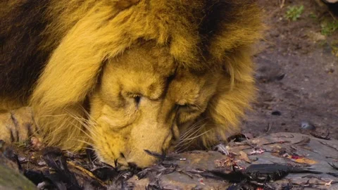 Close up of lion eating Stock Footage 145255798