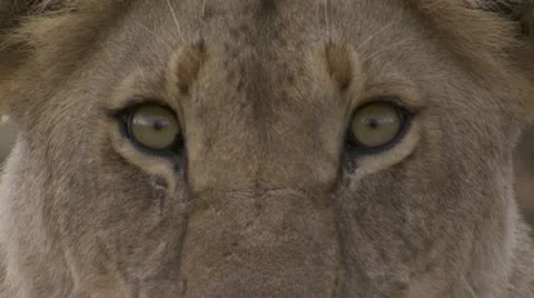 Close-up lion eyes Stock Footage 12649285