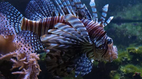 Close up of lion fish Stock Footage 135041074