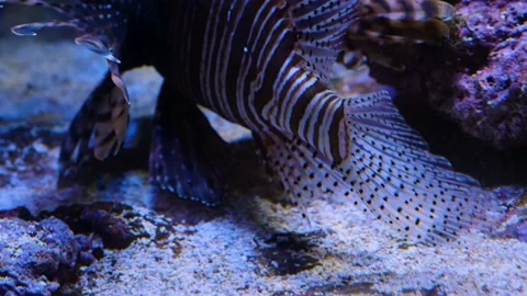 Close up of lion fish Stock Footage 135394418