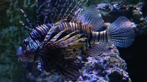 Close up of lion fish Stock Footage 135523966