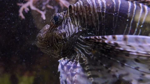 Close up of lion fish Stock Footage 219245228