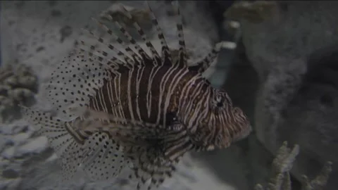 Close up lion fish Stock Footage 297893819