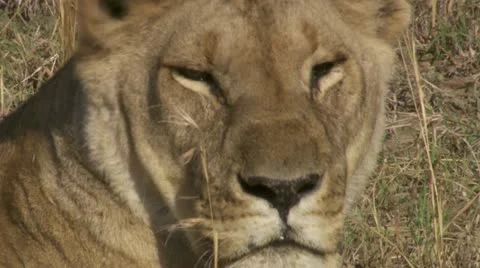 Close-up lion Stock Footage 12645010
