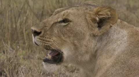 Close-up lion Stock Footage 12647178