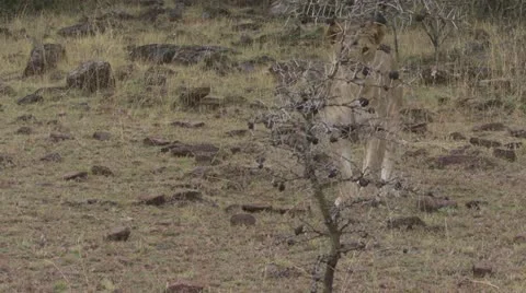 Close up lion Stock Footage 12649243