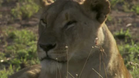 Close-up lion Stock Footage 12650603