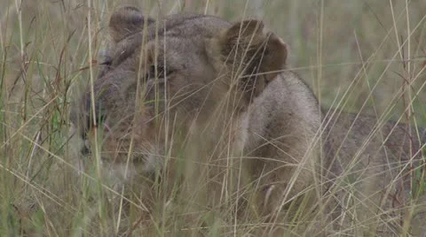 Close-up of lion Stock Footage 12656894