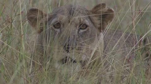 Close-up of lion Stock Footage 12656896