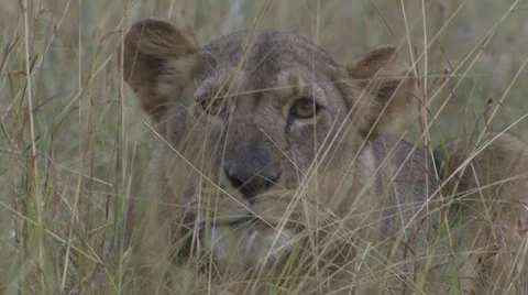 Close-up of lion Stock Footage 12656897