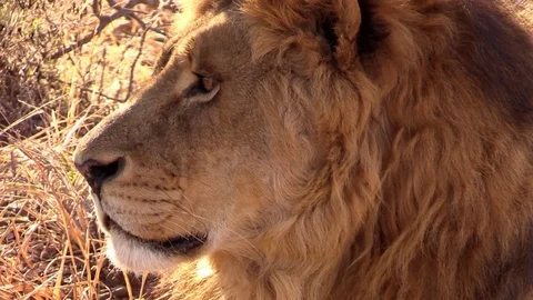 Close up lion Stock Footage 69771187