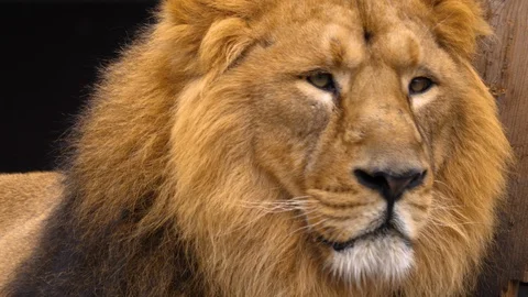 Close up of Lion Stock Footage 124029880