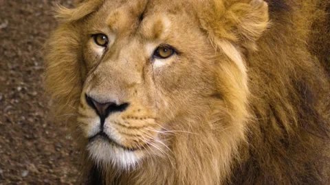 Close up of lion Stock Footage 135520832