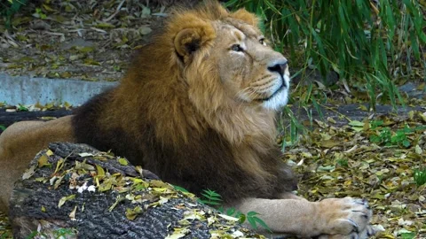Close up of Lion Stock Footage 135603041