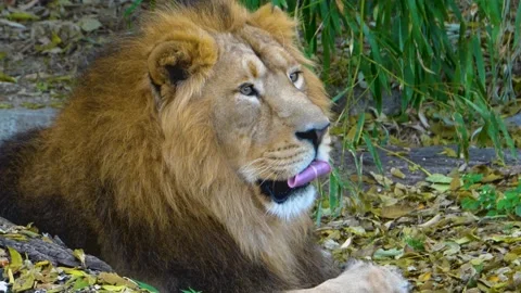 Close up of Lion Stock Footage 135605910