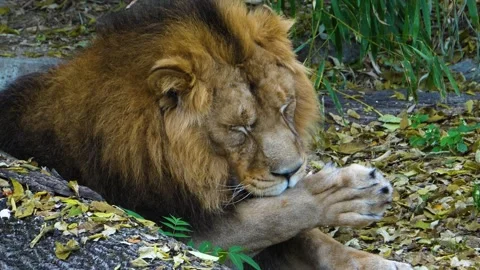  Close up of Lion Stock Footage 135817657