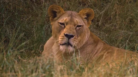 Close up lion Stock Footage 246591233