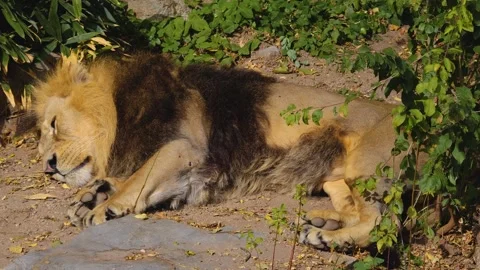 Close up lion  Stock Footage 252547521