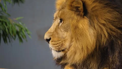 Close up lion  Stock-Footage 252547575