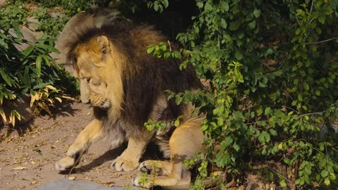 Close up Lion Stock Footage 252559144