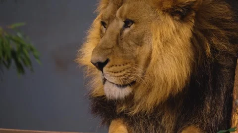 Close up Lion Video stock 252559218