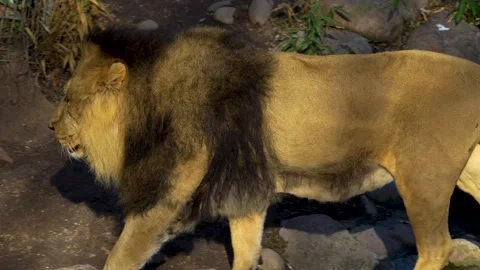 Close up lion Stock Footage 263842755