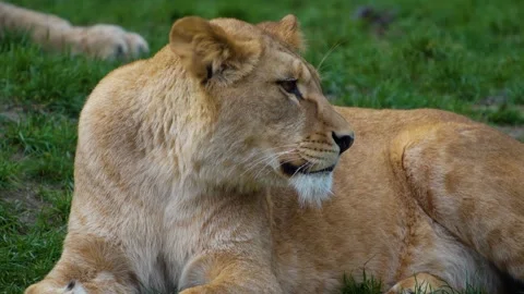 Close up of a lion Stock Footage 270630213