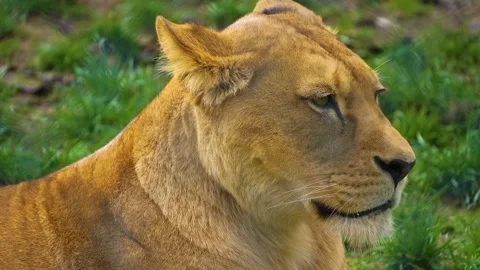 Close up of a lion Stock Footage 274530446