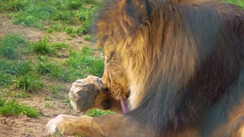 Close up of a lion Video stock 274530582