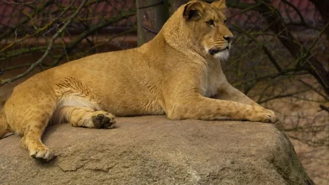 Close up of a lion Stock Footage 274530758