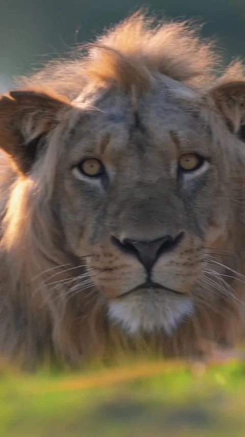 Close up of a lion Stock Footage 326918218