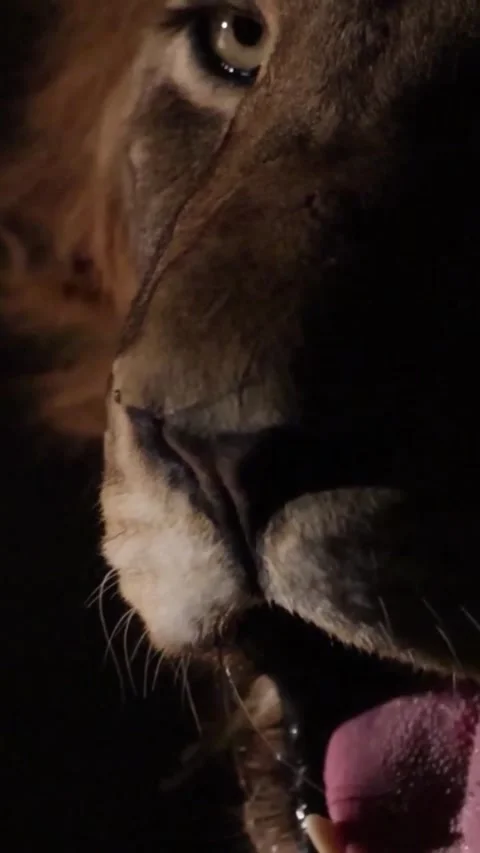 Close up of a lion Stock Footage 331858510