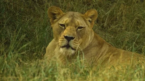 Close up lion in grass Stock Footage 246425015