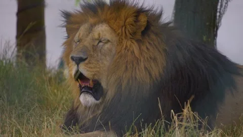 Close up lion head Stock Footage 254126819
