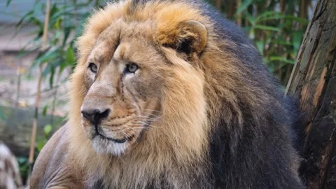 Close up lion head  Stock Footage 256899208