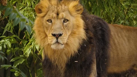 Close up of lion head Stock Footage 261250528