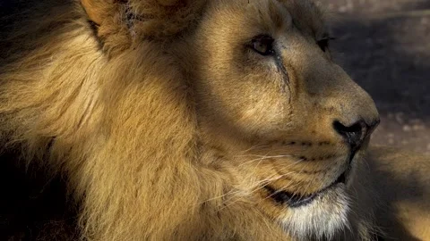 Close up lion head Stock-Footage 263842833