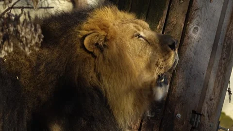 Close up lion head Stock Footage 263842935