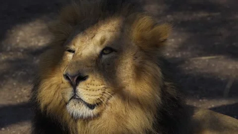 Close up of lion head Stock Footage 263930969