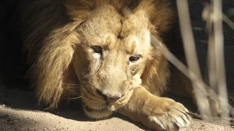 Close up lion head resting Stock-Footage 284243025