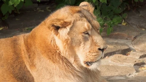 Close up of lion king of beasts relaxing after meal on the rocks in national Stock Footage 78159795
