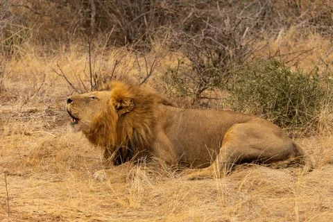 Close up of a Lion Lying Down and Roaring in Kruger National Park in South .. Stock Photos