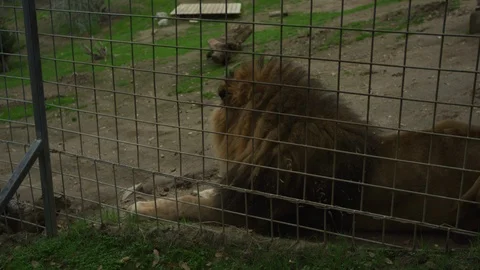 Close up of Lion lying down in cage with growl in slow motion Stock Footage 111285664