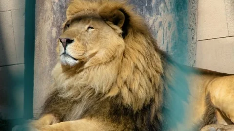Close-up of a Lion lying on the ground 動画素材 263304761