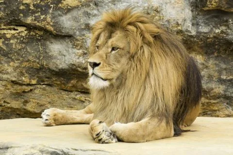 Close-up of lion Stock Photos