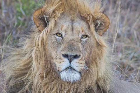 Close up of a Lion Foto stock